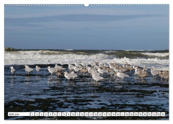 Produktbild: Callantsoog (hochwertiger Premium Wandkalender 2026 DIN A2 quer), Kunstdruck in Hochglanz