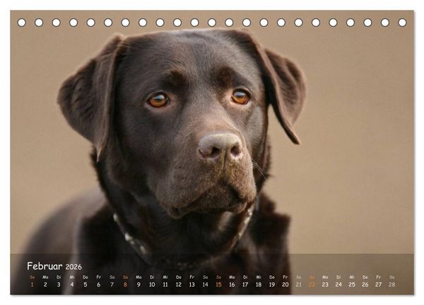 Produktbild: Jagdhunde - Treue Waidgesellen (Tischkalender 2026 DIN A5 quer), CALVENDO Monatskalender