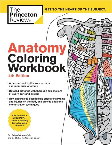 Produktbild: Anatomy Coloring Workbook, 4th Edition