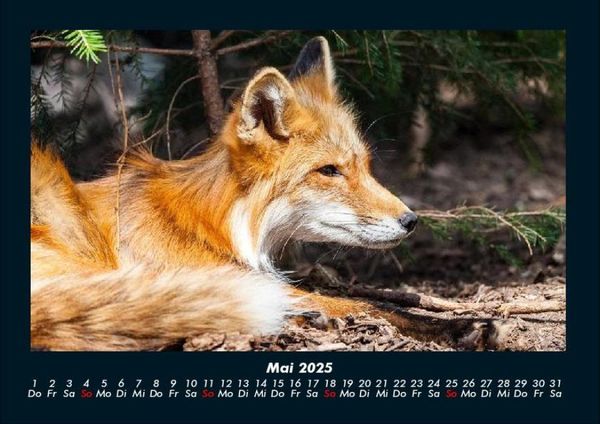 Produktbild: Welt der Tiere 2025 Fotokalender DIN A4