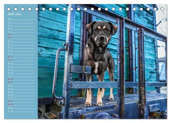 Produktbild: Hunde im Fokus (Tischkalender 2026 DIN A5 quer), CALVENDO Monatskalender