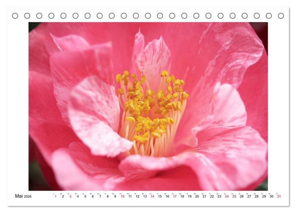 Produktbild: Geheimnisvolle Kamelien (Tischkalender 2026 DIN A5 quer), CALVENDO Monatskalender