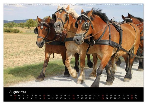 Produktbild: Starke Pferde bei der Arbeit (Wandkalender 2026 DIN A2 quer), CALVENDO Monatskalender