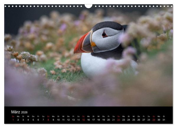 Produktbild: Papageientaucher 2026 (Wandkalender 2026 DIN A3 quer), CALVENDO Monatskalender