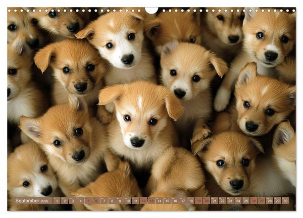 Produktbild: Kuschelblicke (Wandkalender 2026 DIN A3 quer), CALVENDO Monatskalender