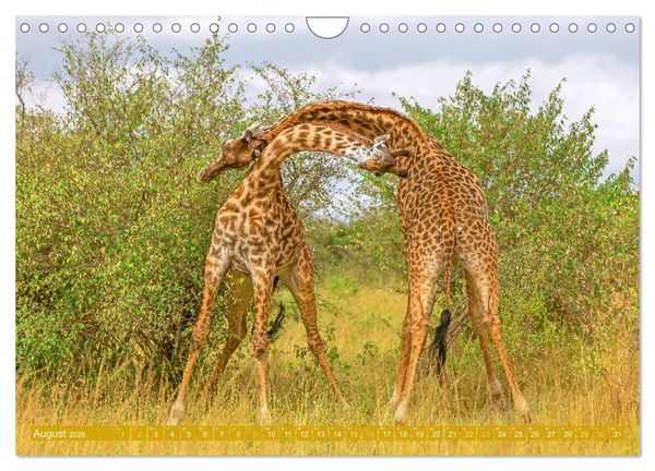 Produktbild: Giraffen: Die afrikanischen Riesen mit Weitblick (Wandkalender 2026 DIN A4 quer), CALVENDO Monatskalender