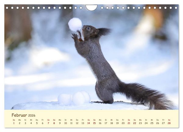 Produktbild: Eichh&ouml;rnchen - zauberhaft verspielt (Wandkalender 2026 DIN A4 quer), CALVENDO Monatskalender