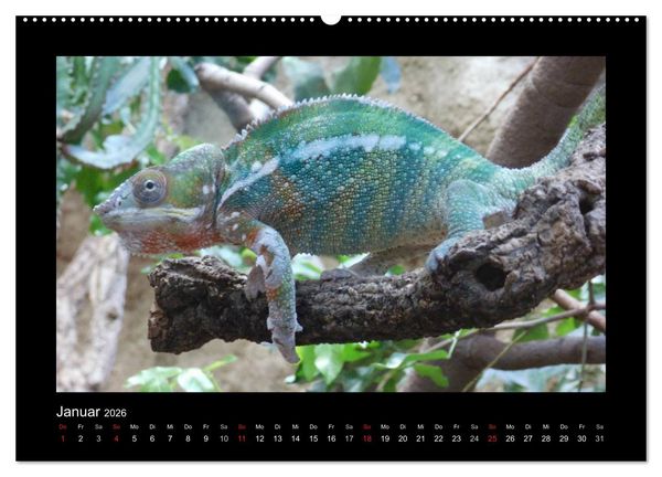 Produktbild: Faszinierende Reptilien (hochwertiger Premium Wandkalender 2026 DIN A2 quer), Kunstdruck in Hochglanz