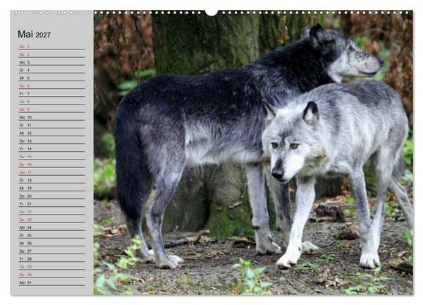 Produktbild: Im Rudel Zuhause - Der Wolf (hochwertiger Premium Wandkalender 2027 DIN A2 quer), Kunstdruck in Hochglanz