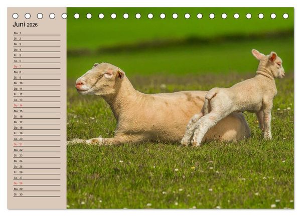 Produktbild: Schafe z&auml;hlen leicht gemacht! (Tischkalender 2026 DIN A5 quer), CALVENDO Monatskalender
