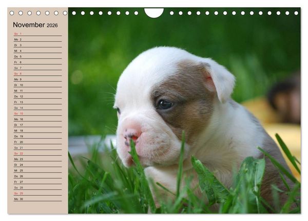Produktbild: Bulldoggen-Kinder (Wandkalender 2026 DIN A4 quer), CALVENDO Monatskalender