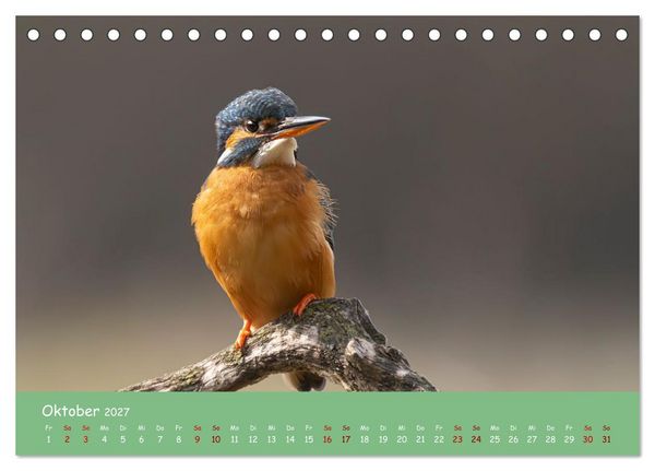 Produktbild: Alcedo atthis. Der Eisvogel (Tischkalender 2027 DIN A5 quer), CALVENDO Monatskalender