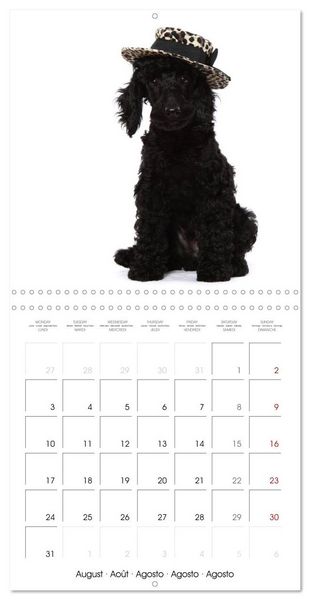 Produktbild: Cute Funny Dogs (Wall Calendar 2026 12 &times; 12 Inch) CALVENDO 12 Month Wall Calendar