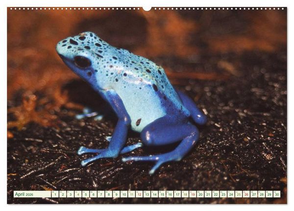 Produktbild: Baumsteigerfr&ouml;sche. Pfeilgiftfr&ouml;sche - gef&auml;hrlich sch&ouml;n (hochwertiger Premium Wandkalender 2026 DIN A2 quer), Kunstdruck in Hochglanz