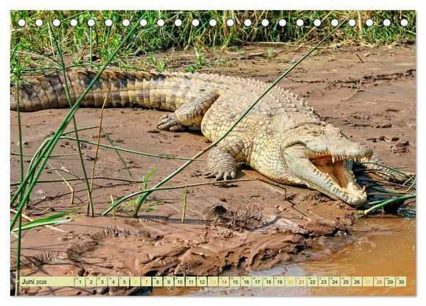 Produktbild: Urzeitreptilien - Krokodil (Tischkalender 2026 DIN A5 quer), CALVENDO Monatskalender