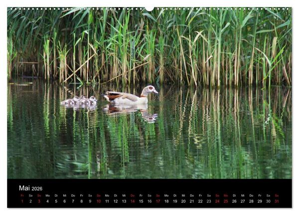 Produktbild: Welt der Tiere (Wandkalender 2026 DIN A2 quer), CALVENDO Monatskalender