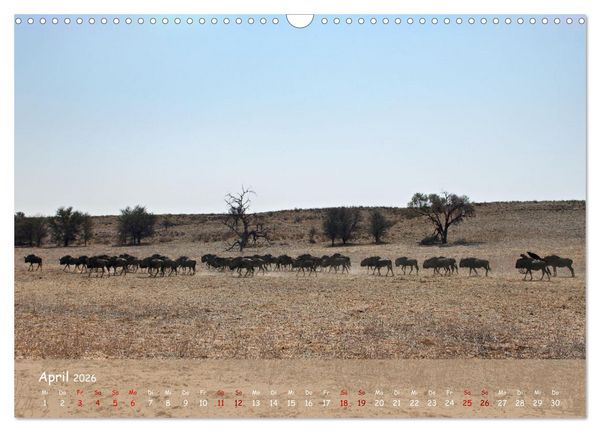 Produktbild: Kgalagadi - Fauna und Wildtiere in der Kalahari (Wandkalender 2026 DIN A3 quer), CALVENDO Monatskalender