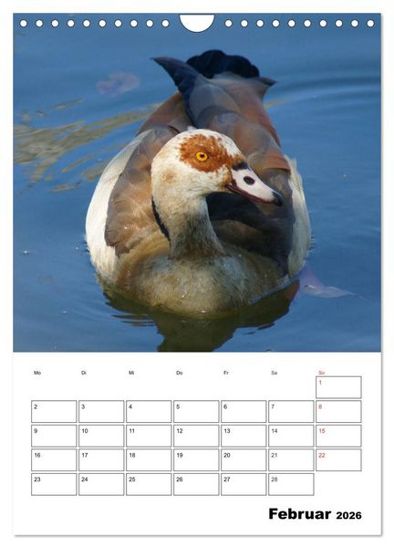 Produktbild: Gl&uuml;ckliche G&auml;nse (Wandkalender 2026 DIN A4 hoch), CALVENDO Monatskalender