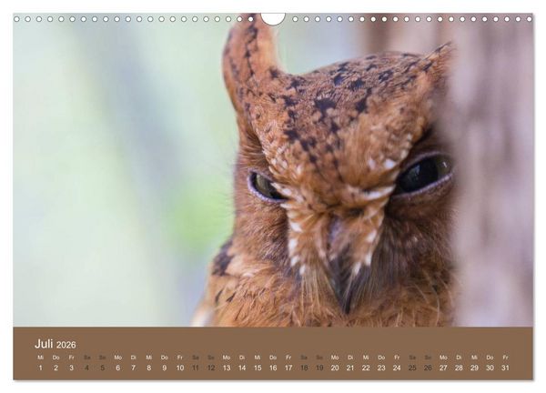 Produktbild: Madagaskars wundersame Tierwelt (Wandkalender 2026 DIN A3 quer), CALVENDO Monatskalender