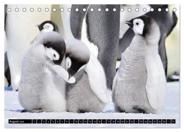 Produktbild: Pinguine - Watscheln im festlichen Kleid (Tischkalender 2026 DIN A5 quer), CALVENDO Monatskalender