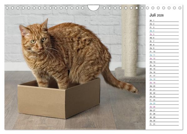Produktbild: Karton Katzen (Wandkalender 2026 DIN A4 quer), CALVENDO Monatskalender