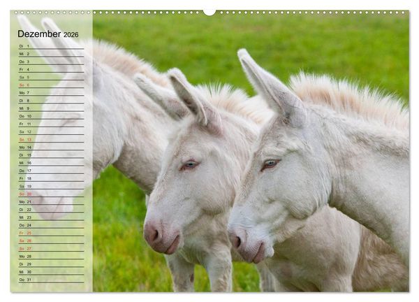 Produktbild: Esel. H&uuml;bsch, klug und flei&szlig;ig (hochwertiger Premium Wandkalender 2026 DIN A2 quer), Kunstdruck in Hochglanz
