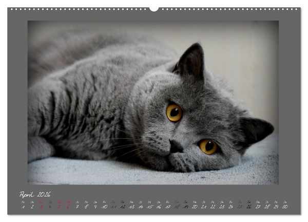 Produktbild: GRAUE ENGEL Britischkurzhaar-Katzen (Wandkalender 2026 DIN A2 quer), CALVENDO Monatskalender