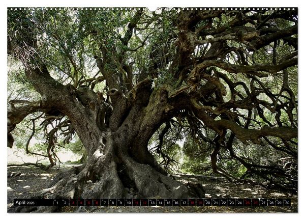 Produktbild: Sardinien - Der Norden (Wandkalender 2026 DIN A2 quer), CALVENDO Monatskalender