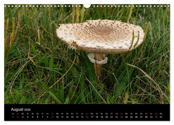 Produktbild: Pilze in Wald und Flur (Wandkalender 2026 DIN A3 quer), CALVENDO Monatskalender