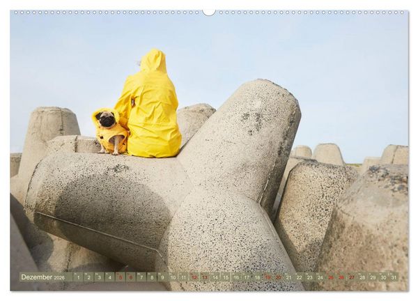 Produktbild: Sylt - Insel der M&ouml;pse (hochwertiger Premium Wandkalender 2026 DIN A2 quer), Kunstdruck in Hochglanz