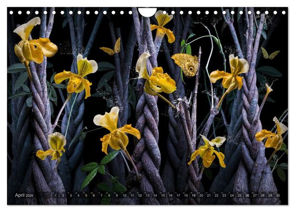 Produktbild: Orchidea (Wandkalender 2026 DIN A4 quer), CALVENDO Monatskalender