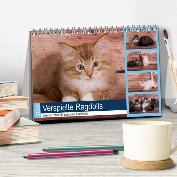Produktbild: Verspielte Ragdolls - Sanfte Katzen in seidigem Haarkleid (Tischkalender 2026 DIN A5 quer), CALVENDO Monatskalender