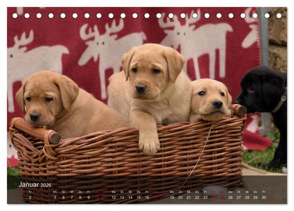 Produktbild: Labrador Retriever Welpen (Tischkalender 2026 DIN A5 quer), CALVENDO Monatskalender