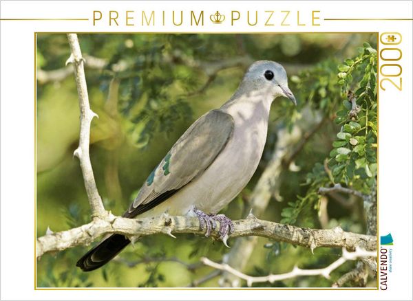 Produktbild: CALVENDO Puzzle Bronzefleck-Taube im Kruger Nationalpark | 2000 Teile Lege-Gr&ouml;&szlig;e 90x67cm Foto-Puzzle f&uuml;r gl&uuml;ckliche Stunden