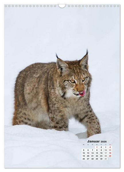 Produktbild: Emotionale Momente: Raubkatzen - die schnellen J&auml;ger. (Wandkalender 2026 DIN A3 hoch), CALVENDO Monatskalender