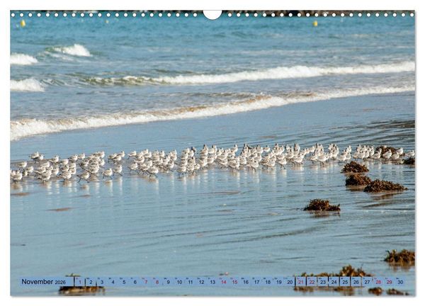Produktbild: Bretagne und Normandie - Vor der Flut beobachten und entdecken (Wandkalender 2026 DIN A3 quer), CALVENDO Monatskalender