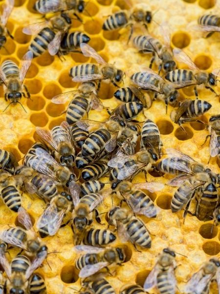 Produktbild: CALVENDO Puzzle Bienenbrut wird produziert | 1000 Teile Lege-Gr&ouml;&szlig;e 64x48cm Foto-Puzzle f&uuml;r gl&uuml;ckliche Stunden