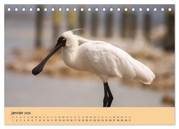 Produktbild: Oiseaux de Nouvelle-Z&eacute;lande (Calendrier de bureau 2026 DIN A5 vertical), CALVENDO calendrier mensuel
