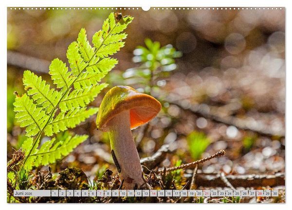 Produktbild: Pilze & Schwammerln (hochwertiger Premium Wandkalender 2026 DIN A2 quer), Kunstdruck in Hochglanz