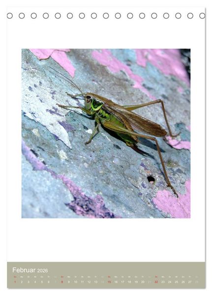 Produktbild: Artenvielfalt der Insekten (Tischkalender 2026 DIN A5 hoch), CALVENDO Monatskalender