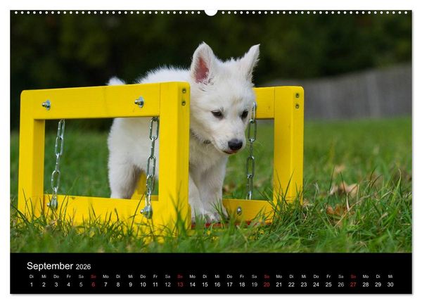 Produktbild: Wei&szlig;er Schweizer Sch&auml;ferhund - Ein Tag im Leben einer Hundefamilie (Wandkalender 2026 DIN A2 quer), CALVENDO Monatskalender