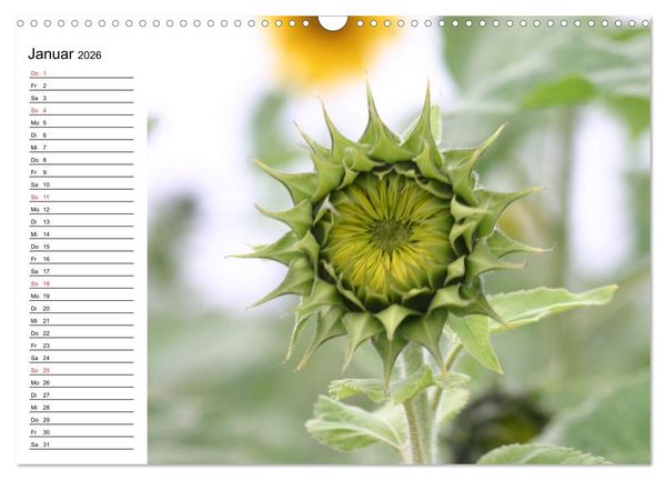 Produktbild: Sonnenblumen Impressionen (Wandkalender 2026 DIN A3 quer), CALVENDO Monatskalender