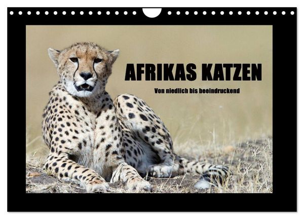 Produktbild: Afrikas Katzen (Wandkalender 2026 DIN A4 quer), CALVENDO Monatskalender