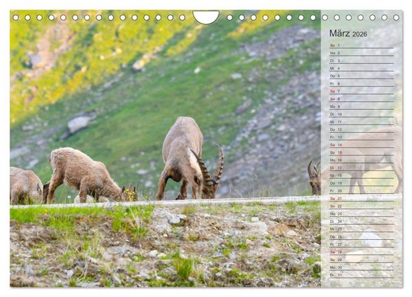 Produktbild: Bergk&ouml;nige - Steinb&ouml;cke im Blickpunkt der Naturfotografie (Wandkalender 2026 DIN A4 quer), CALVENDO Monatskalender