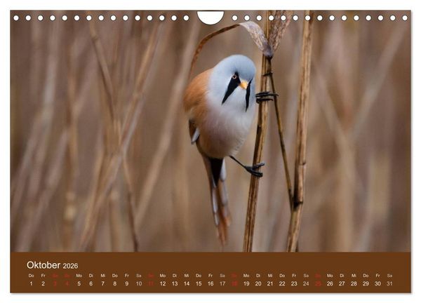 Produktbild: Der Federsee - Vogelparadies in Oberschwaben (Wandkalender 2026 DIN A4 quer), CALVENDO Monatskalender