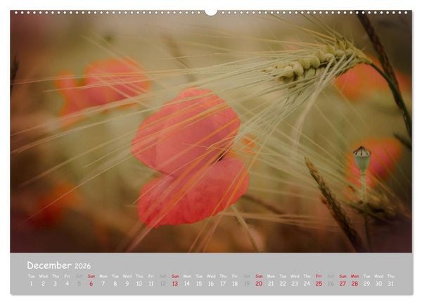 Produktbild: Poppy Love (High Quality Premium Wall Calendar 2026 DIN A2 landscape),CALVENDO 12 Month Wall Calendar