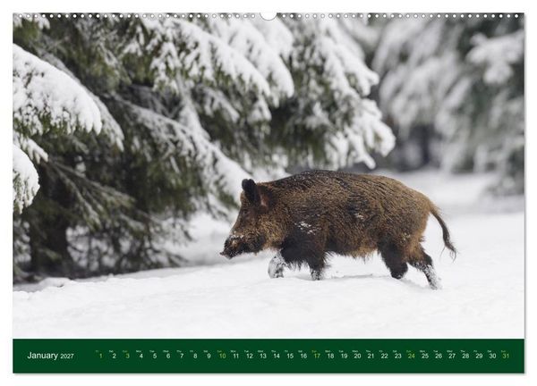 Produktbild: Wild Boars (Wall Calendar 2027 DIN A2 landscape), CALVENDO 12 Month Wall Calendar