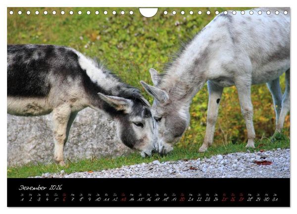Produktbild: Esel - liebenswerte Langohren (Wandkalender 2026 DIN A4 quer), CALVENDO Monatskalender