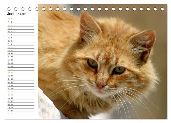 Produktbild: Katzensprung (Tischkalender 2026 DIN A5 quer), CALVENDO Monatskalender