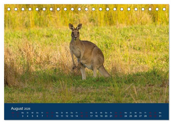 Produktbild: Freilebende K&auml;ngurus (Tischkalender 2026 DIN A5 quer), CALVENDO Monatskalender